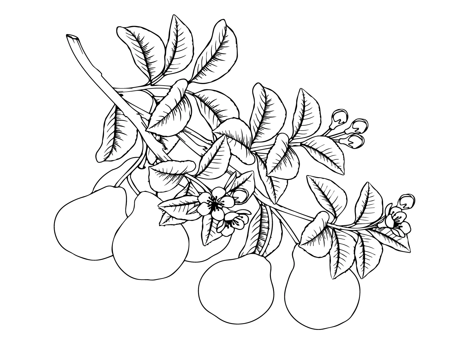 Pears Coloring Pages