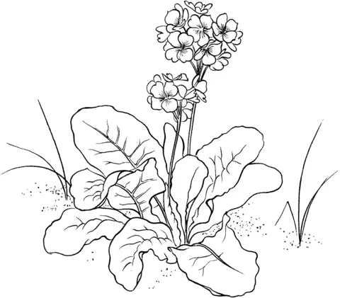 Primrose Coloring Pages