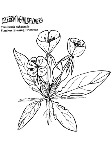 Primrose Coloring Pages