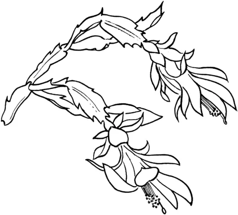 Schlumbergera Coloring Pages