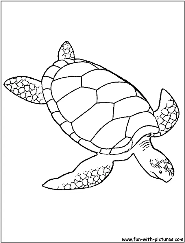 Sea Turtle Coloring Pages