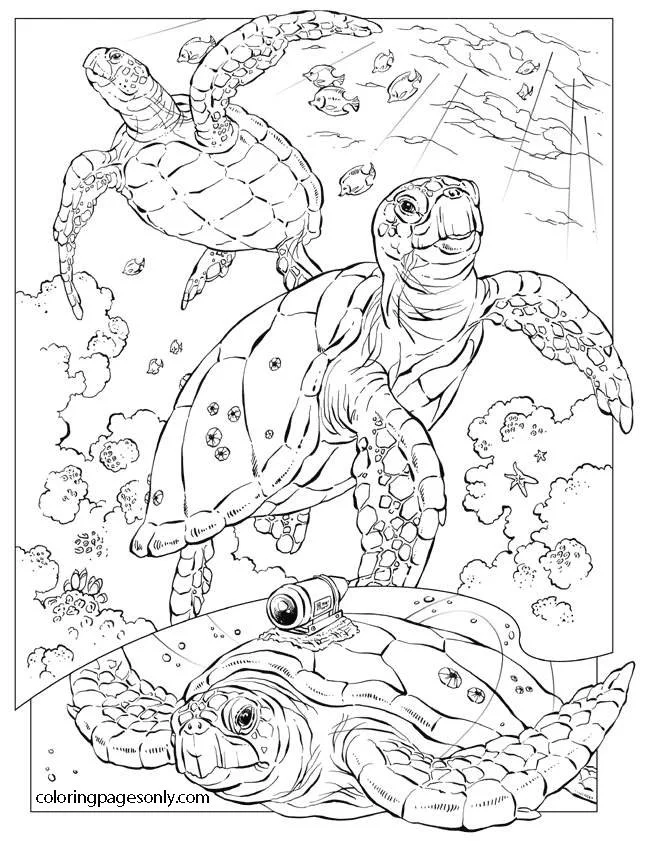 Seas and oceans Coloring Pages