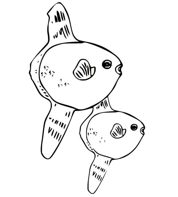 Sunfish Coloring Pages