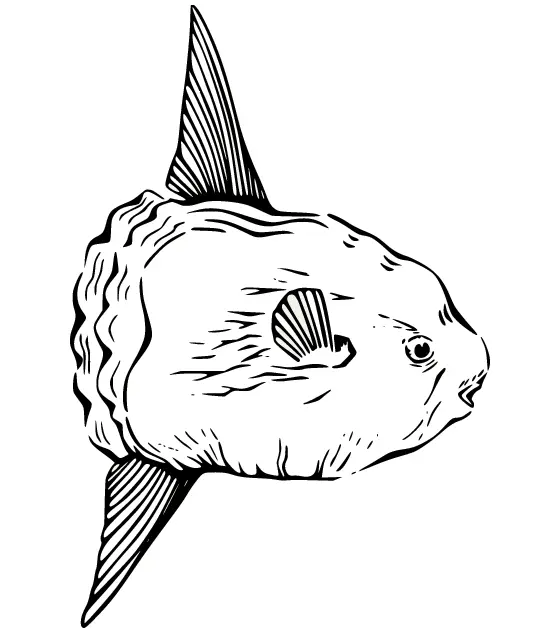 Sunfish Coloring Pages