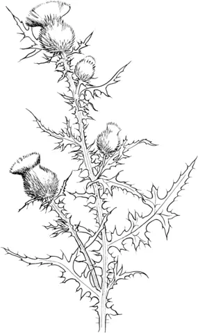 Thistle Coloring Pages