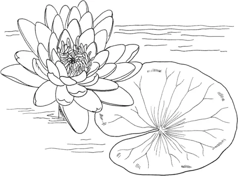 Water lily Coloring Pages