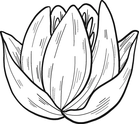 Water lily Coloring Pages