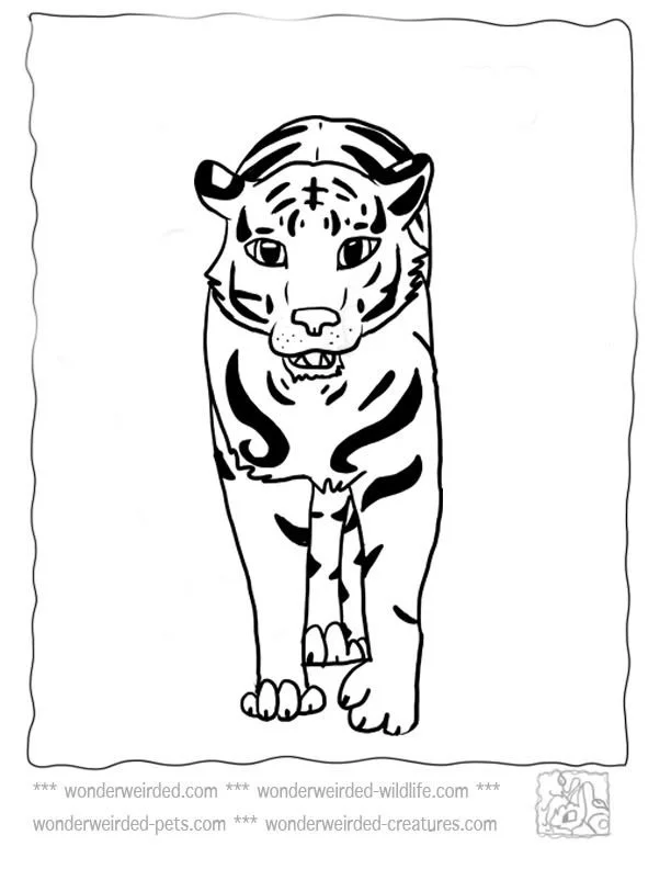Wildlife Coloring Pages