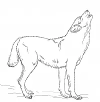 Wolf Coloring Pages