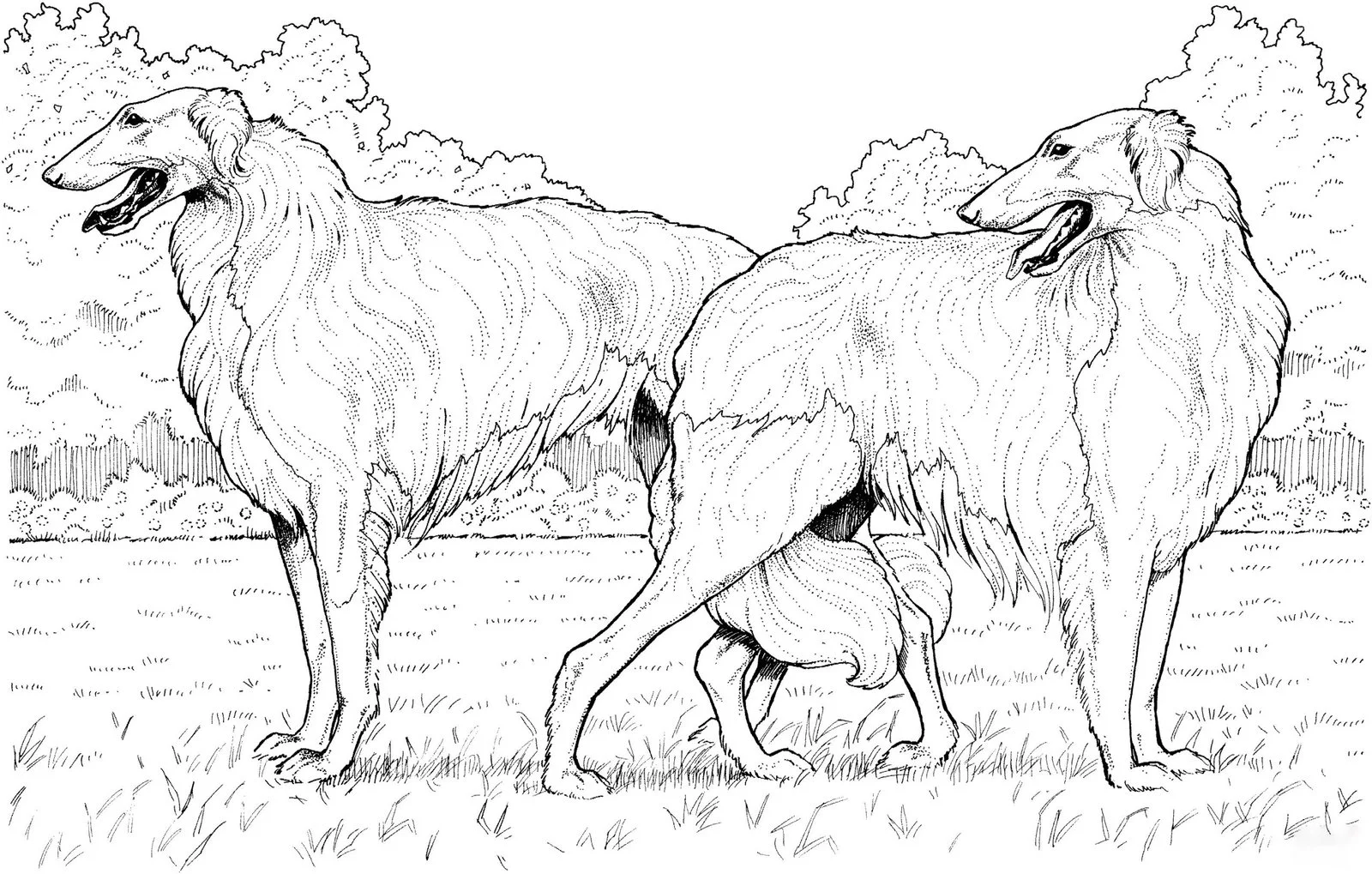 Wolf Coloring Pages