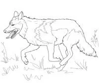 Wolf Coloring Pages