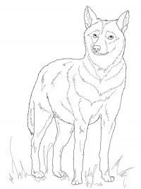 Wolf Coloring Pages