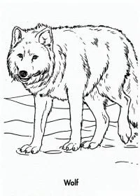 Wolf Coloring Pages